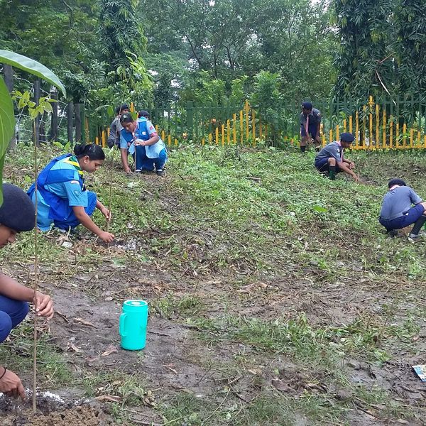 Tree Plantation Programme Essay Examples