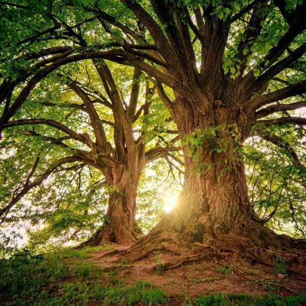 Trees And Environment Essay Examples