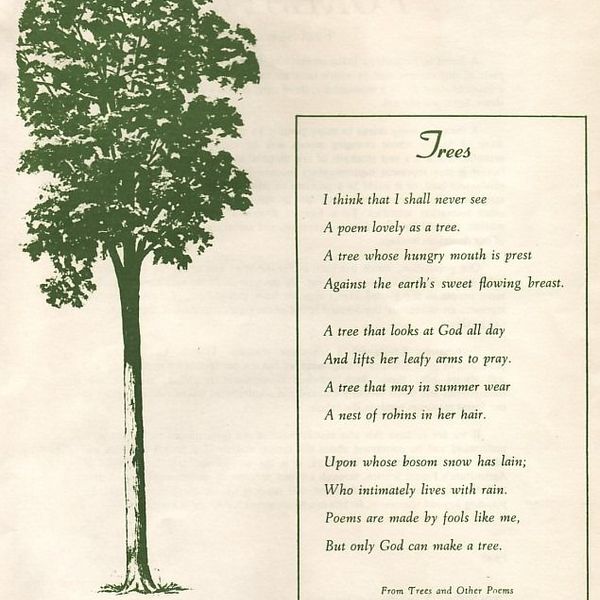 Trees In My Life Essay Examples