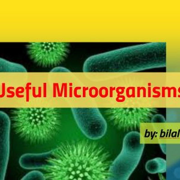 Useful Microorganisms Essay Examples