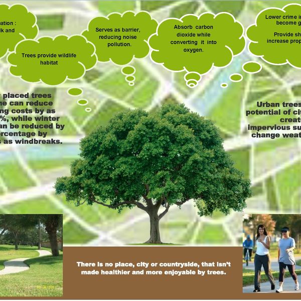 Value Of Trees Essay Examples