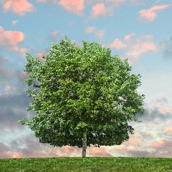 Values Of Trees Essay Examples