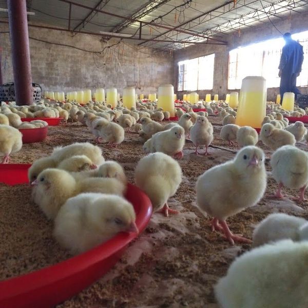 Visit To A Poultry Farm Essay Examples