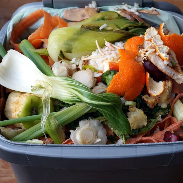 Waste Of Food Essay Examples