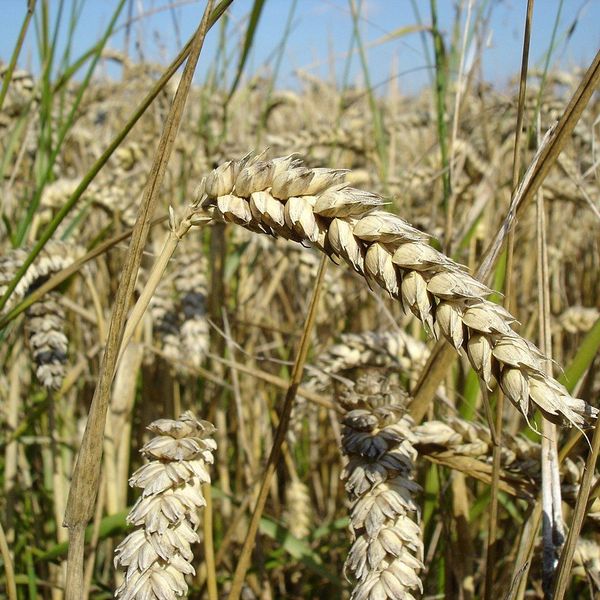 Wheat Essay Examples