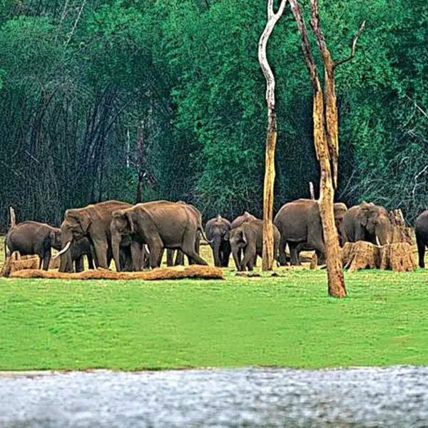Wildlife Sanctuary Essay Examples