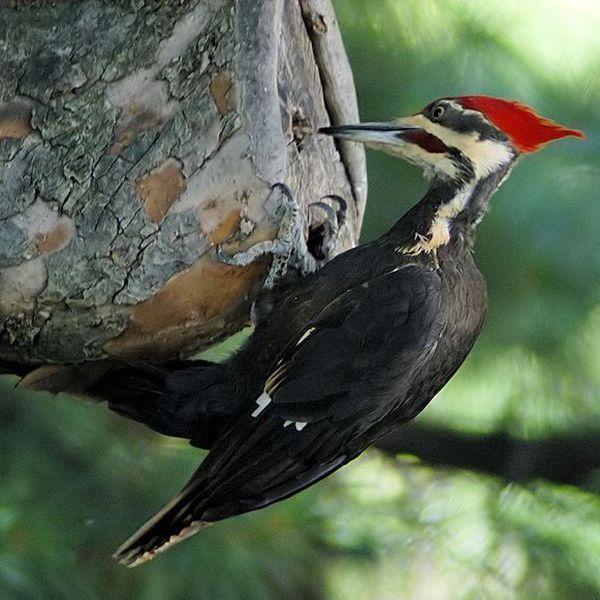 Woodpecker Bird Essay Examples