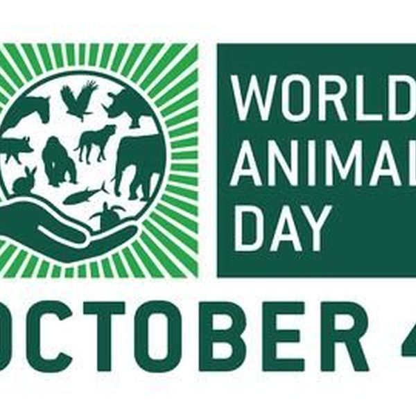 World Animal Day Essay Examples