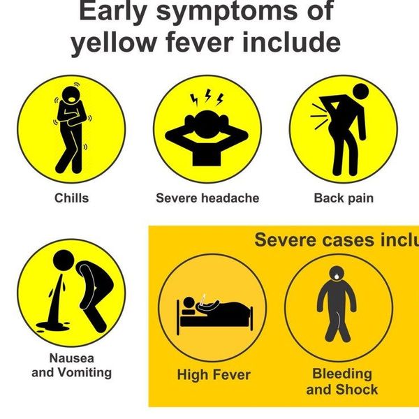 Yellow Fever Essay Examples