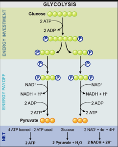 Glycolysis respiration pathway