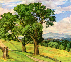 meadow meadow