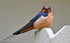 swallow swallow