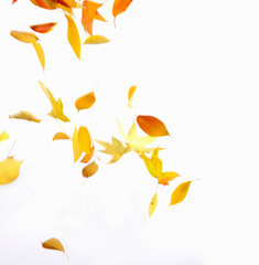 to flutter to flutter